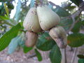 vignette Anacardium (Pommes de cajou)