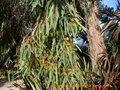 vignette Eucalyptus camaldulensis