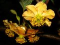 vignette Actinidiaceae - Kiwi - Actinidia deliciosa