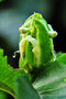 vignette Passifloraceae - Maracudja - Passiflora edulis flavicarpa