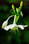 vignette Amaryllidaceae - Lis de la Vierge - Eucharis Grandiflora