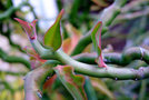 vignette Herbe  cors - Pedilanthus tithymaloides