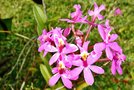 vignette Orchidées - Epidendrum imatophyllum