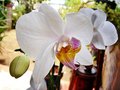 vignette Orchidées - Phalaenopsis antartic