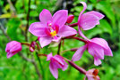 vignette Orchidées - Spathoglottis Plicata