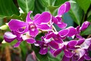 vignette Orchidées - Dendrobium