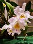 vignette Orchidées - Cattleya cydalise