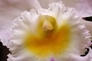 vignette Orchidées - Cattleya cydalise