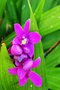 vignette Orchidées - Spathoglottis Plicata