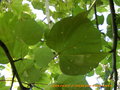 vignette Sterculia acerifolia