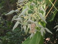 vignette Sterculia platanifolia