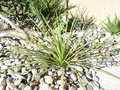 vignette Agave stricta