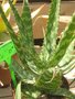 vignette Aloe zbrina