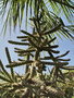 vignette Cylindropuntia imbricata   http://exoticatolosa.e-monsite.com/