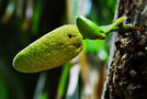 vignette Moraceae - Jacquier (jeune fruit)- Artocarpus heterophyllus
