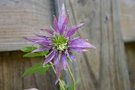 vignette Clematis macropetala 'Octopus'