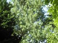 vignette Pinus griffithii dans son immensit au 31 08 09