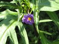 vignette Solanum aviculare semis spontan au 31 08 09