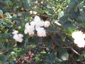 vignette Myrthus luma apiculata toujours la au 31 08 09