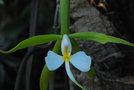 vignette epidendrum parkinsonianum