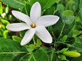 vignette Clusiaceae - Tiare - Gardenia taitensis