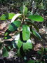vignette Solmsia calophylla