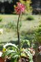 vignette Veltheimia bracteata-Liliacees