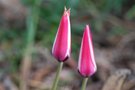 vignette Tulipa clusiana-Liliacees