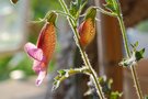 vignette Digitale chinoise-Rehmannia elata-Scrophulariacees-Gesneriacees