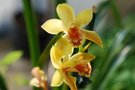 vignette Epiphylum_Orchidacees