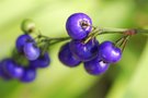 vignette Dianella caeruella-liliacees