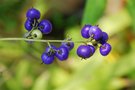 vignette Dianella caeruella-liliacees