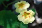 vignette Tropaeolum-capucine- Tropaeolacees