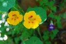 vignette Tropaeolum-capucine- Tropaeolacees