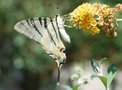 vignette Le Flambee sur Buddleja