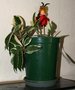 vignette Hoya carnosa variegata
