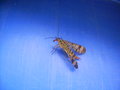 vignette Mouche scorpion,insecte