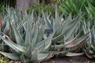 vignette Aloe petricola