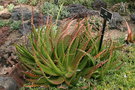 vignette Aloe bussei