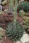 vignette Agave Victoria Reginae - floraison