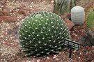 vignette Agave Victoria Reginae