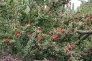 vignette Calliandra tweedii