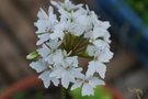 vignette Geranium estella-Geraniacees