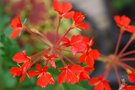 vignette Geranium estella-Geraniacees