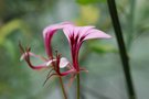 vignette Geranium carnosum-Geraniacees