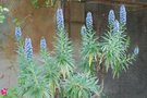 vignette Echium fastuosum-Boraginacees..