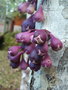 vignette Syzygium acre