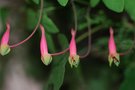 vignette Tropaeolum...pentaphyllum...-Tropaeolacees