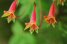 vignette Tropaeolum...pentaphyllum...-Tropaeolacees