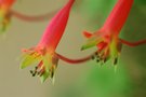 vignette Tropaeolum...pentaphyllum...-Tropaeolacees